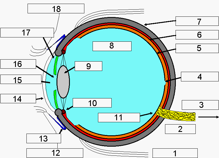 Teile des Auges und deren Funktionen